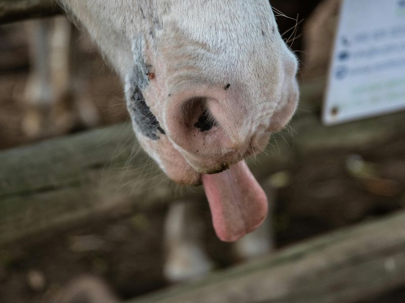 Best funny horse names