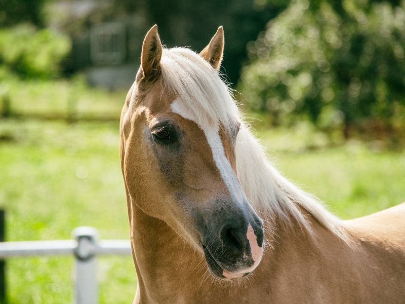 Funny Dun Horse Names