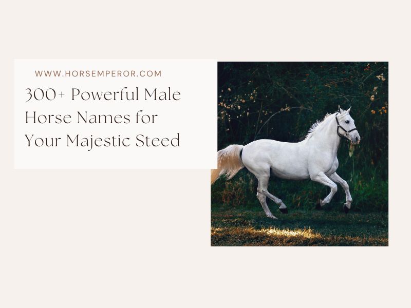 Powerful Male Horse Names