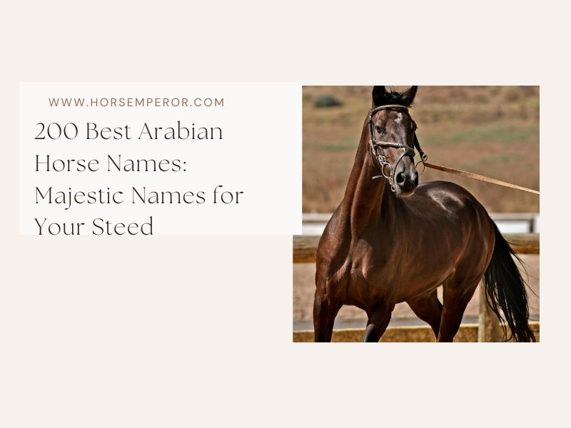 Best Arabian Horse Names