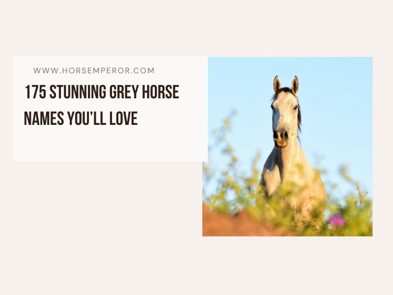 175 Stunning Grey Horse Names You’ll Love