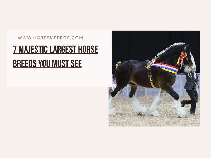 7 Majestic Largest Horse Breeds You Must See