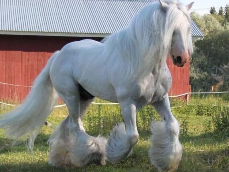 American Cream Draft Horse
