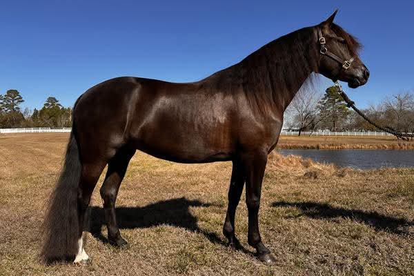 American Saddlebred Horse