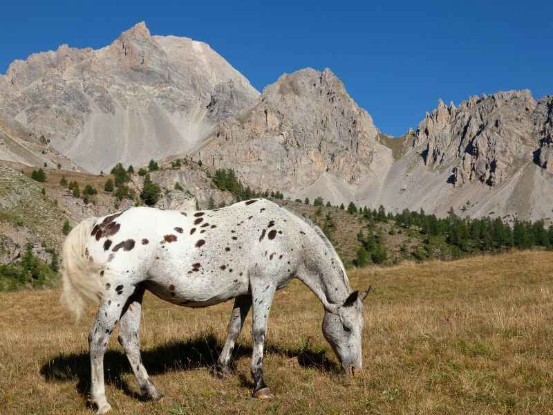 Appaloosa Horse