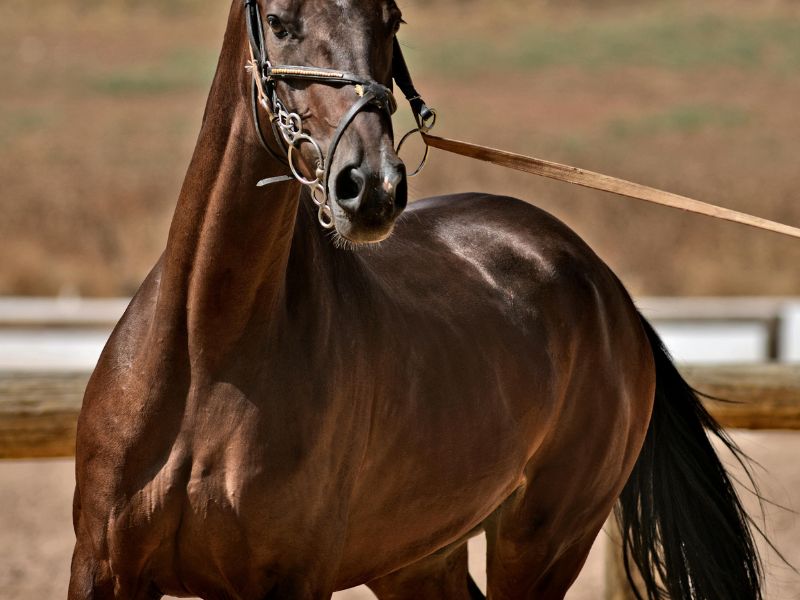 Arabian Horse Names