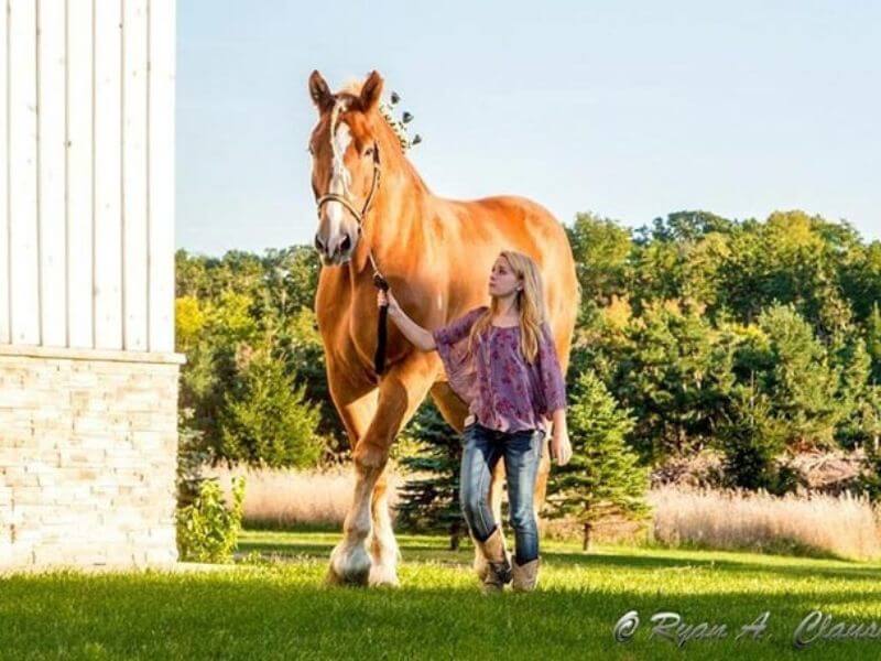 Belgian Draft Largest Horse Breed
