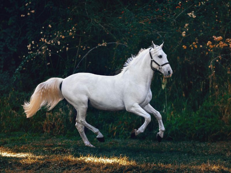 Best Male Horse Names