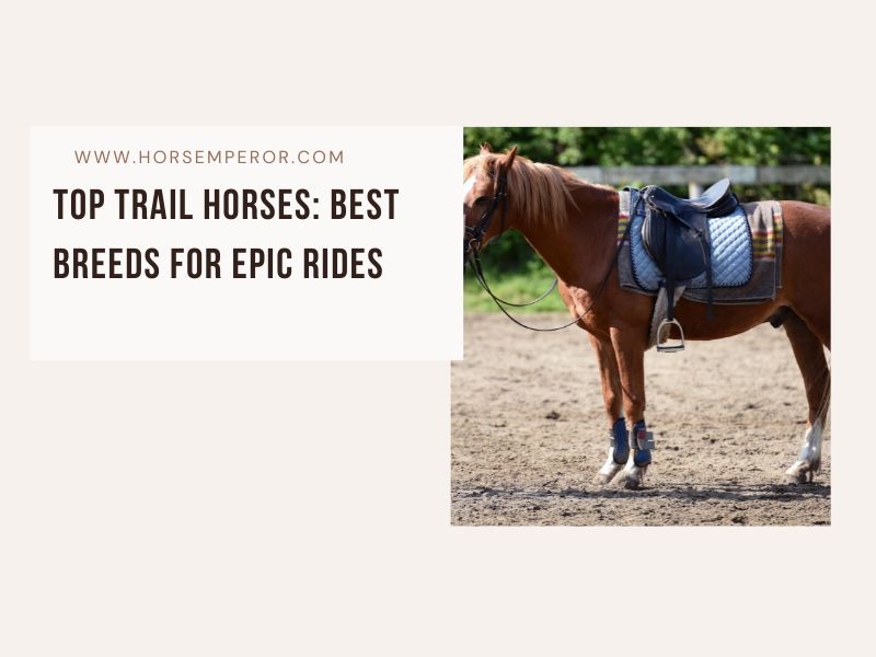 Best Horse Breed for Trail Riding