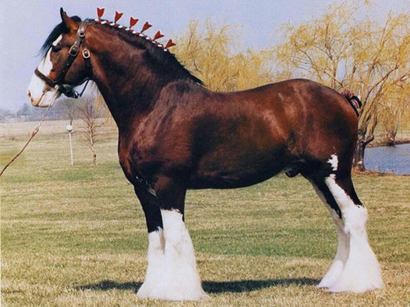 Clysdesdales Largest Horse Breed