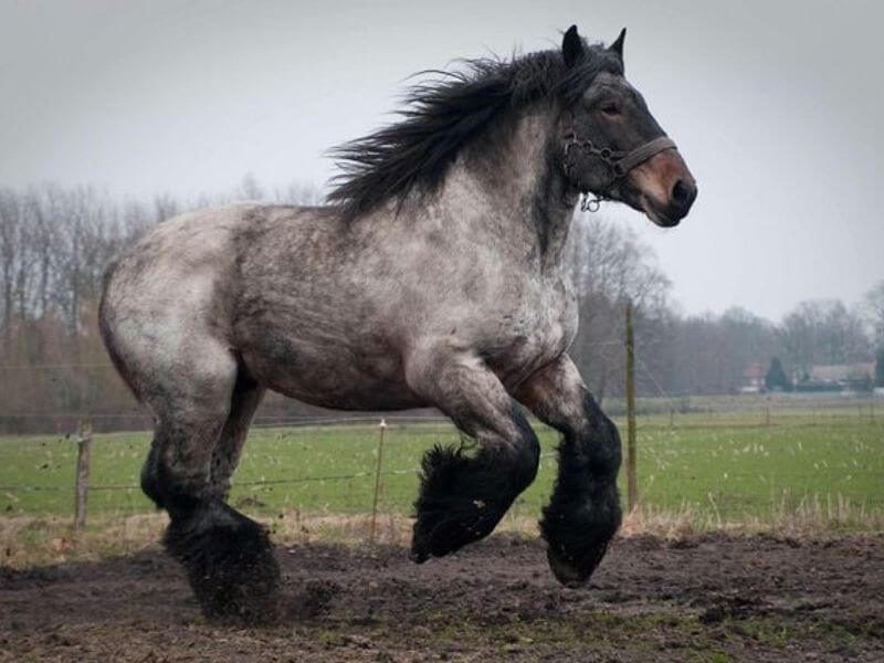 Dutch Draft Largest horse