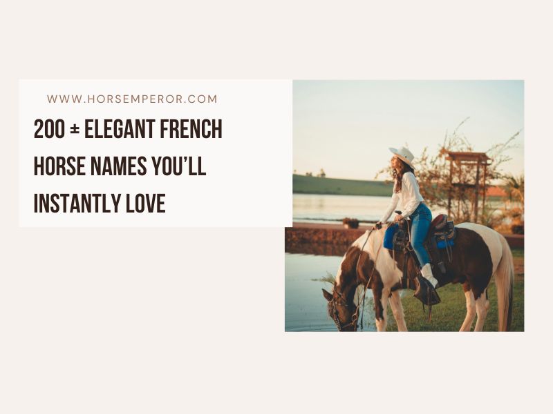 Elegant French Horse Names