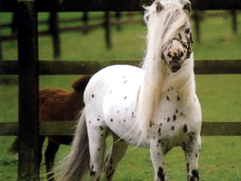 Falabella Smallest horse
