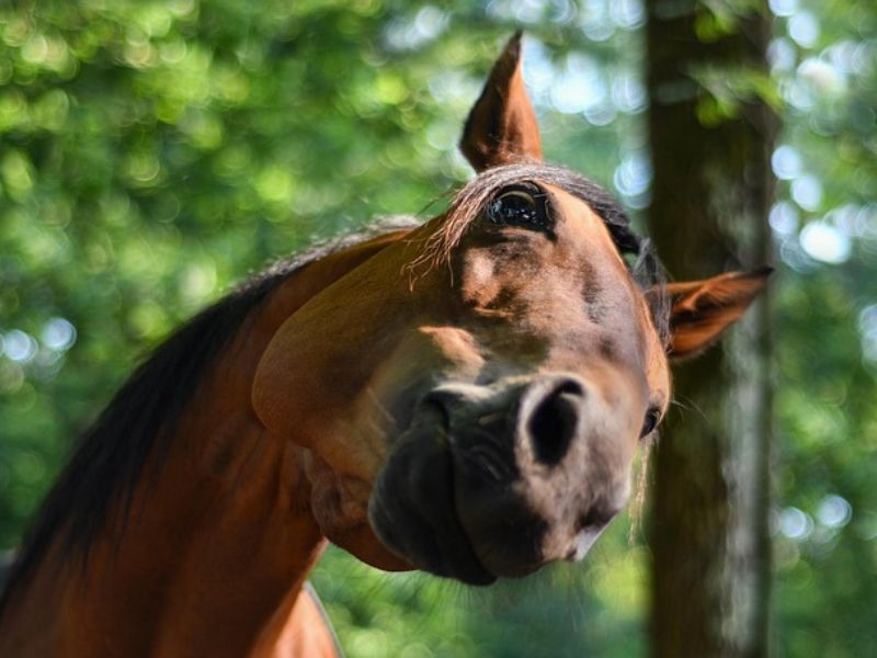 Funny Horse Names