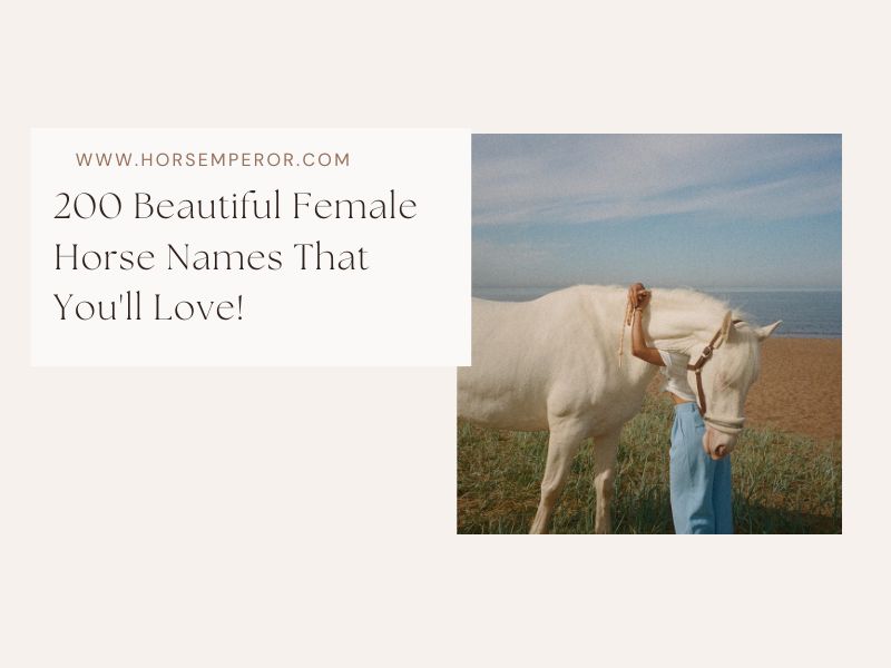 Female Horse Name
