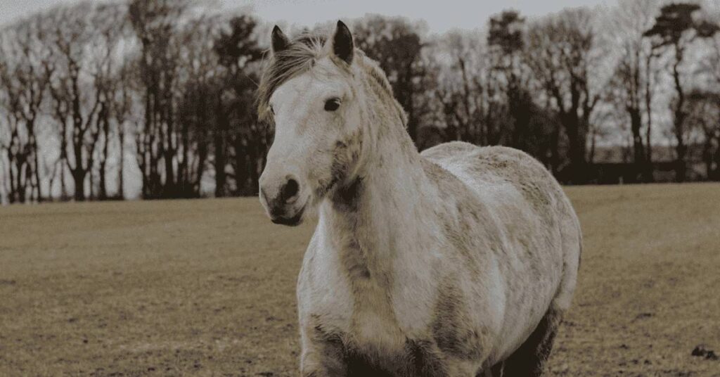 Female grey horse Names