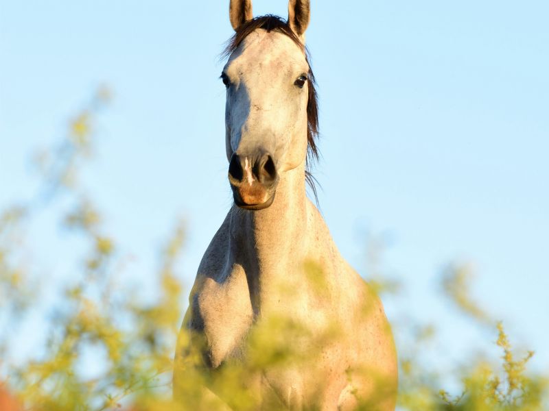 Funny Grey horse names