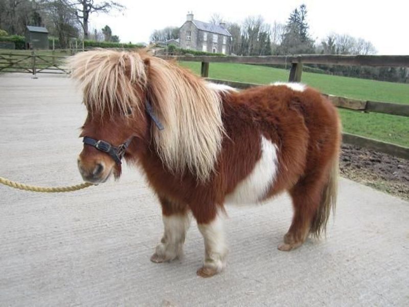 Guoxia Smallest pony
