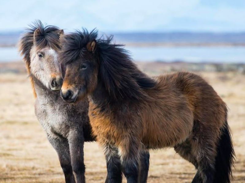 Icelandic Smallest Horse