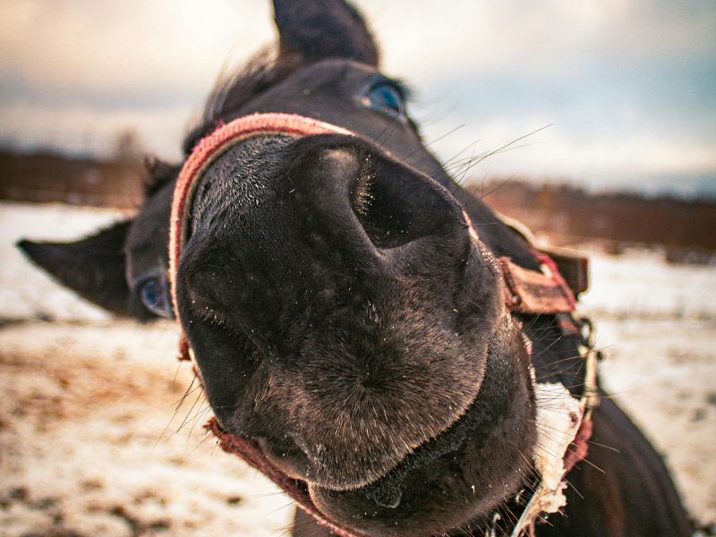 Male funny horse Names