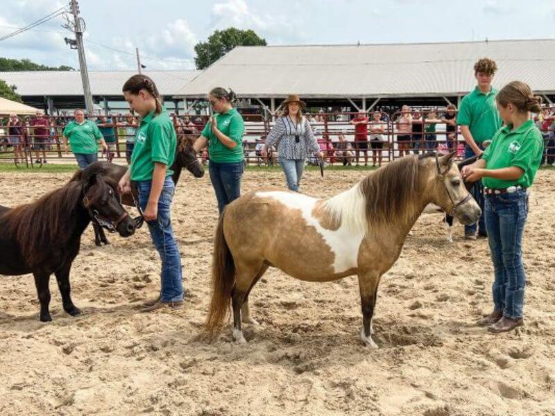 Miniature smallest horse breed