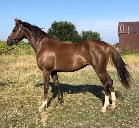 Morgan Horse
