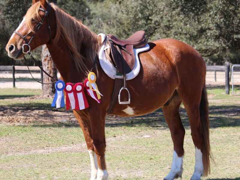 Mustang Horse