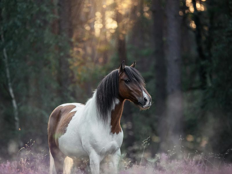 Nature Inspired Female Horse Names