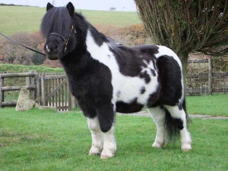Noma Pony Smallest Horse breed