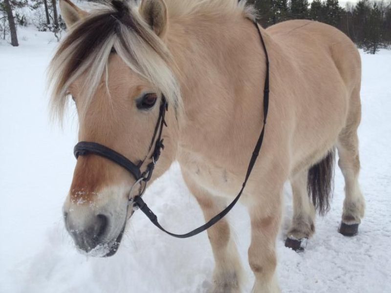 Norwegian Fjord Horse