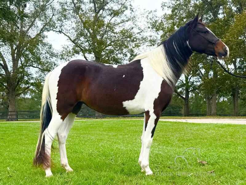 Paso Fino Horse