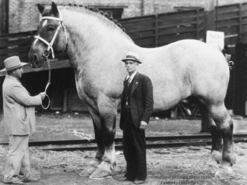 Percheron Largest Horse