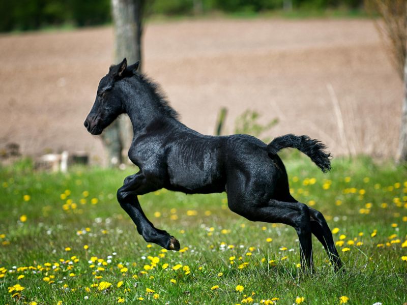 Powerful Black Male Horse Names