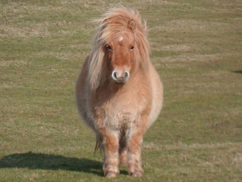 Shetland Pony Smallest Horse