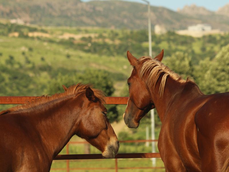 Sorrel vs chestnut Horse