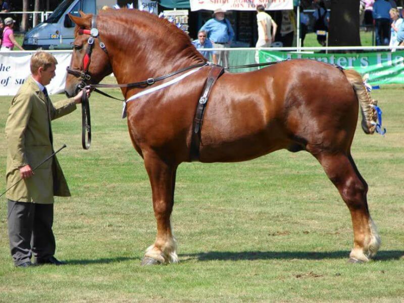Suffolk Punch Largest Horse