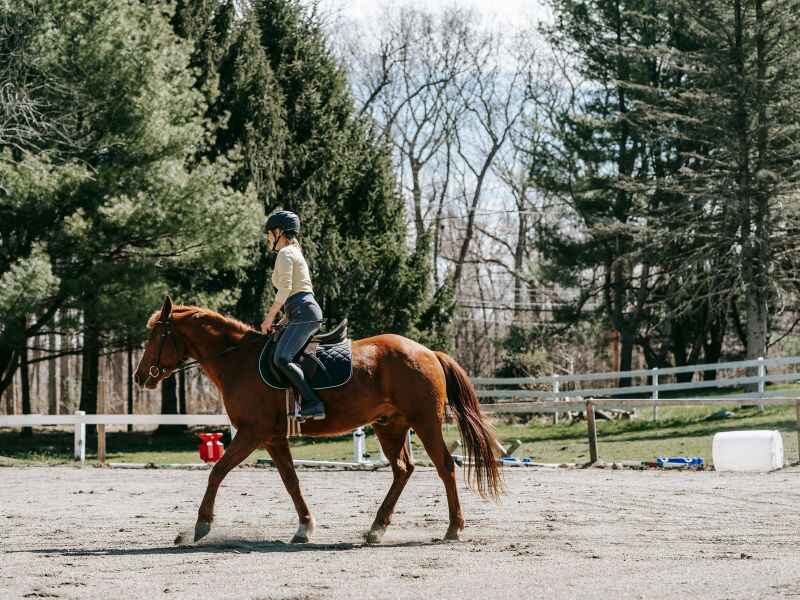 Tennessee Walking Horse 1