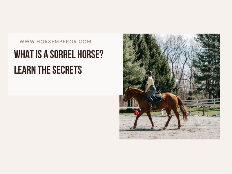 What Is a Sorrel Horse