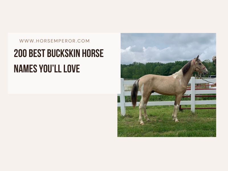 Best Buckskin Horse