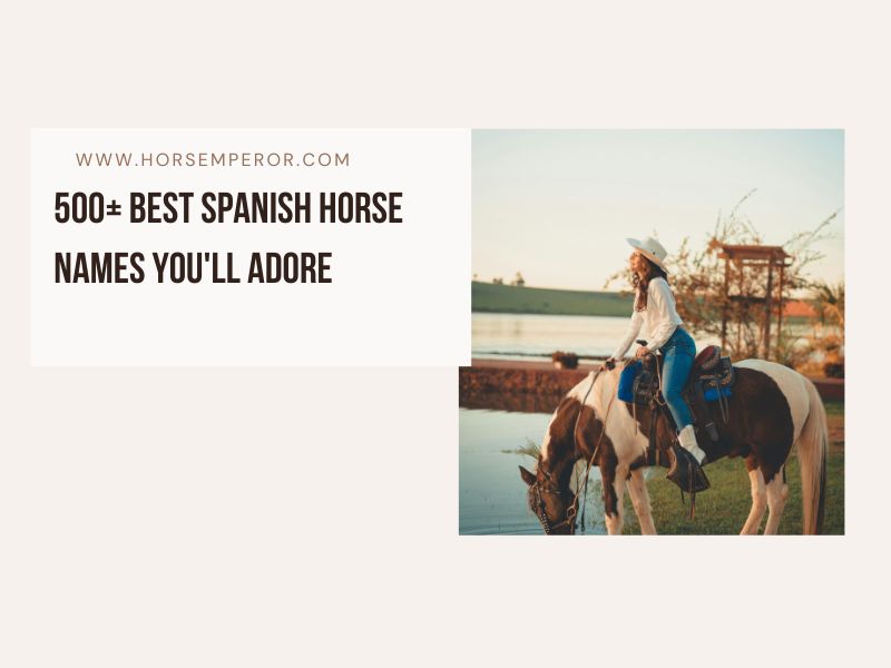 Best Spanish Horse Names