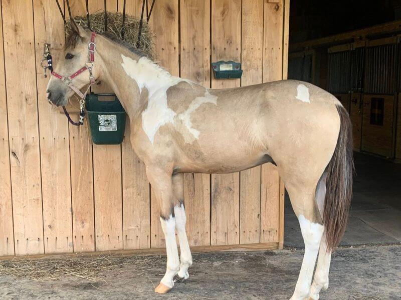 Buckskin Horse Photo