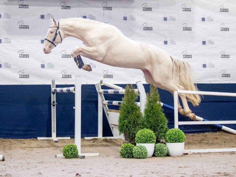 Cremello Horse Jumping in the show photo
