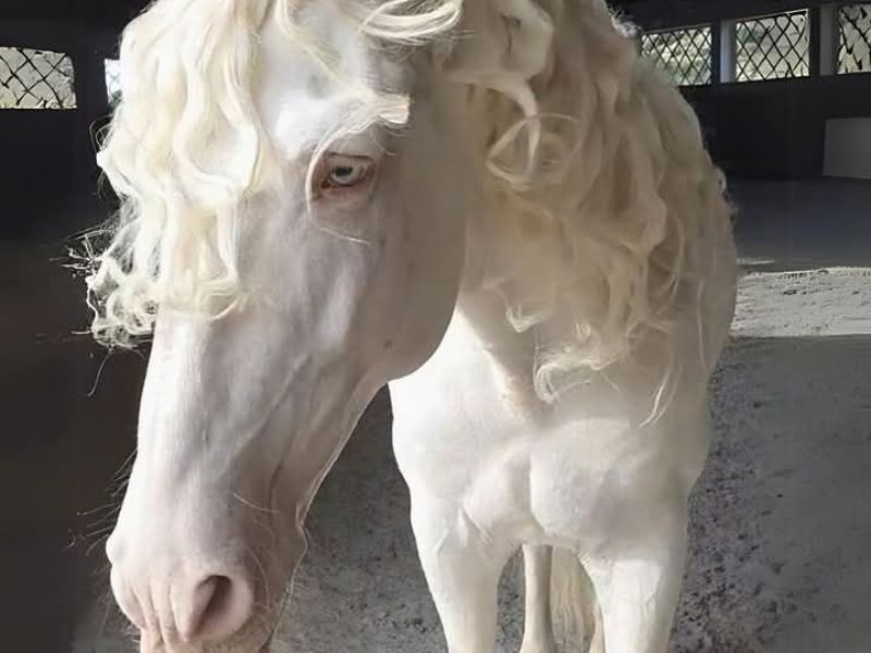 Cremello horse image