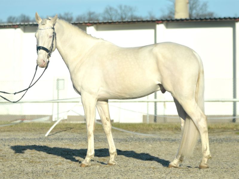 Cremello Horse photo