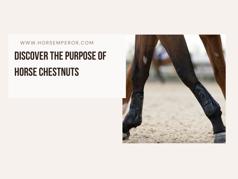Discover the Purpose of Horse Chestnuts