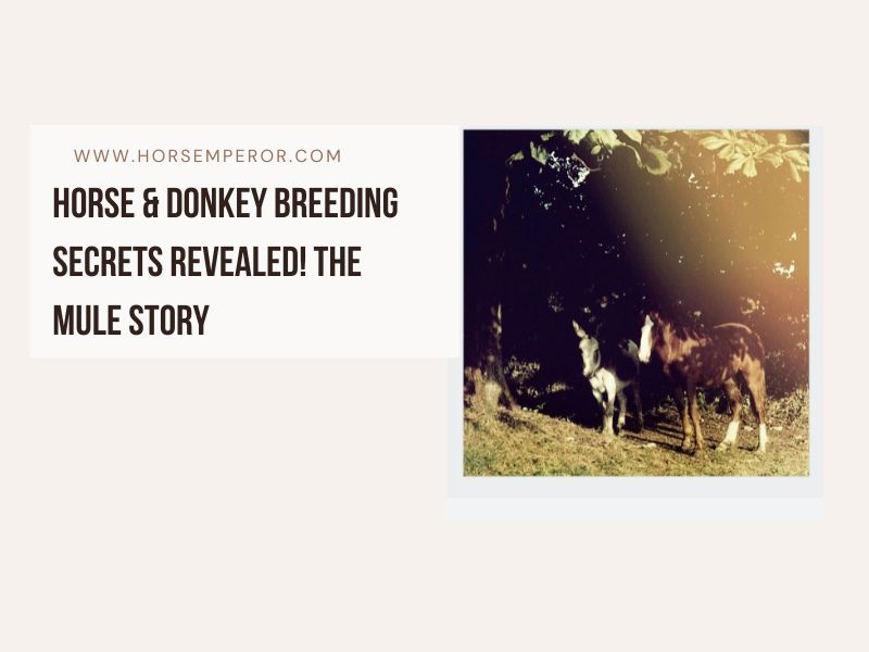 Horse & Donkey Breeding photo