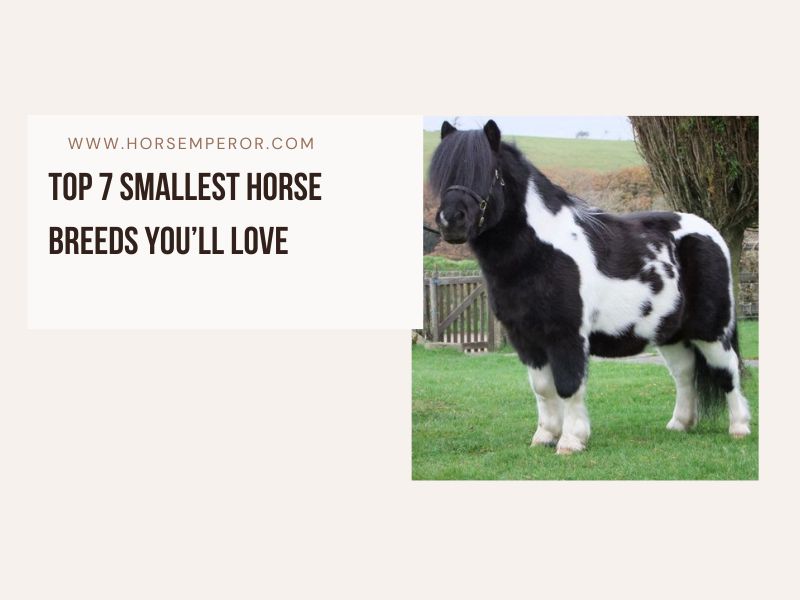 Smallest Horse breed photo