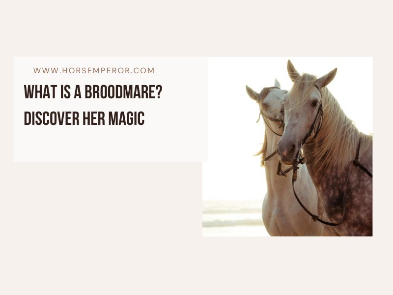What Is a Broodmare Discover Her Magic