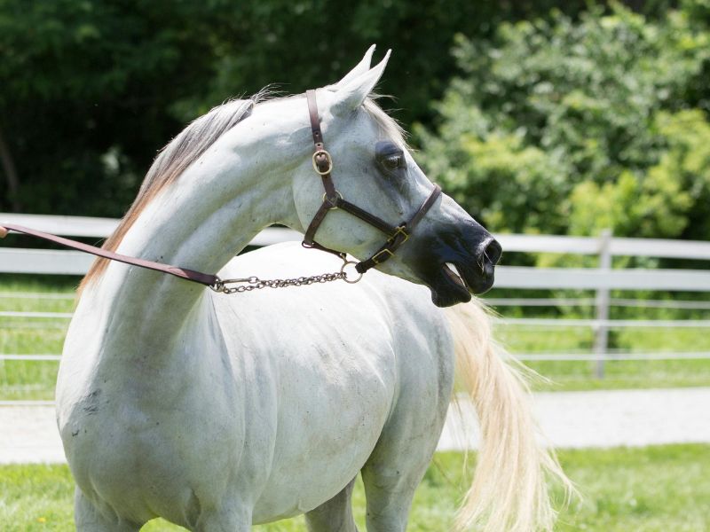 White Spanish Horse Names