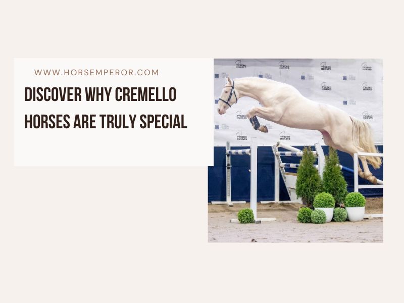 Why Cremello horses are truely special